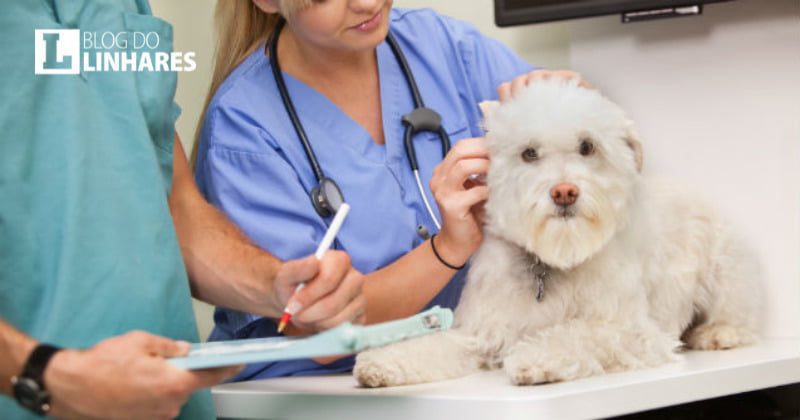 Copia de IMAGEM BLOG