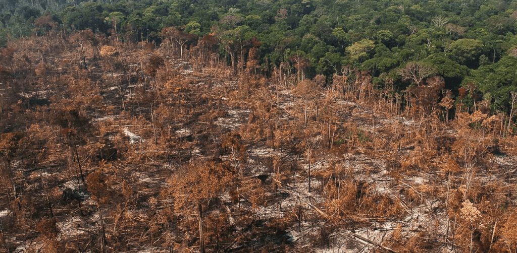 Desmatamento Maranhão