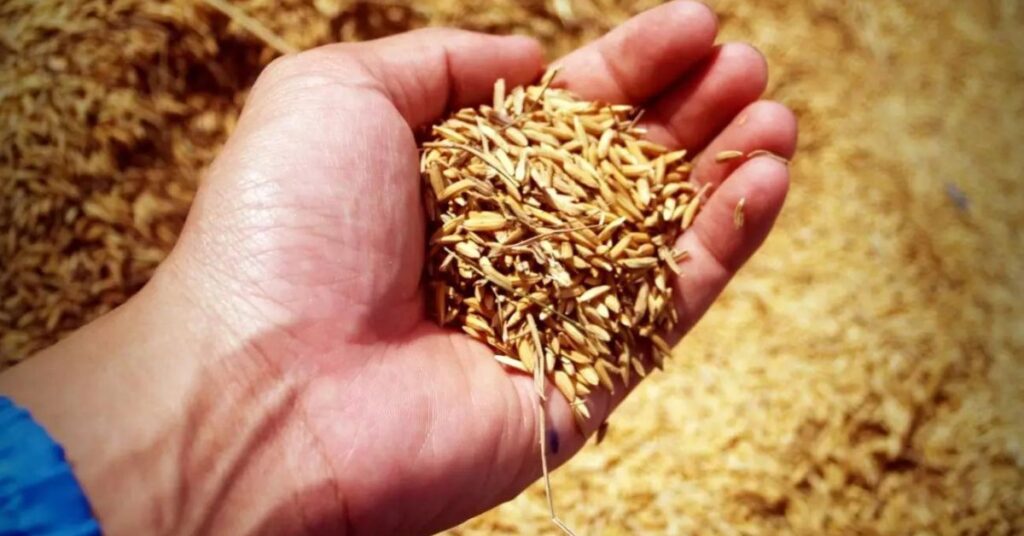 Arroz Brasil