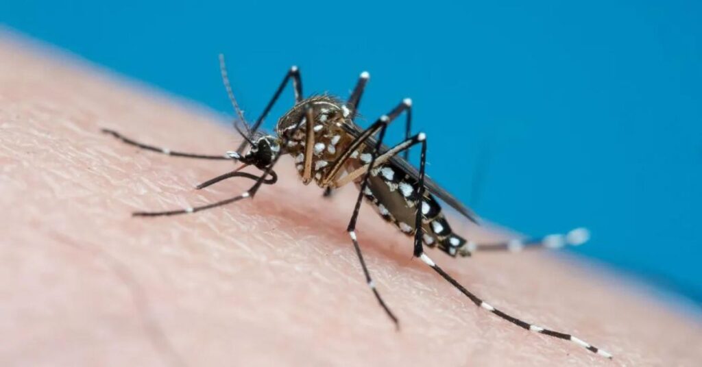 Chikungunya Zika