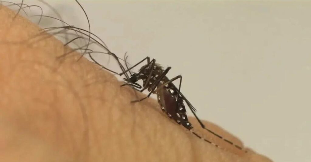 Dengue Brasil