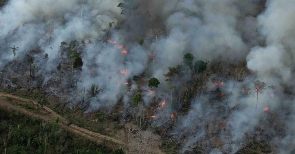 Maranhão Vegetação