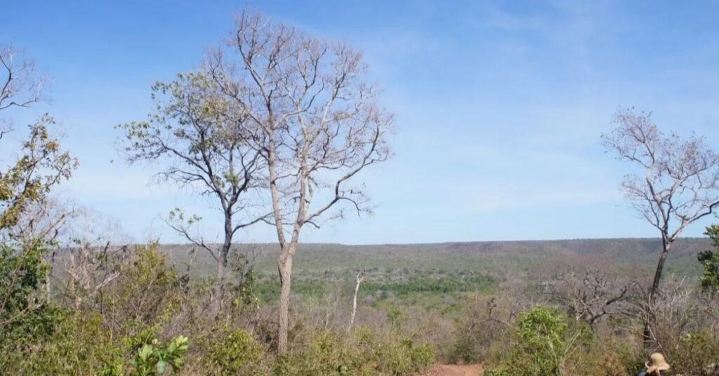 Maranhão Cerrado