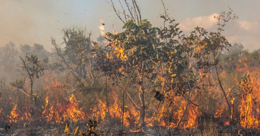 Maranhão incêndios