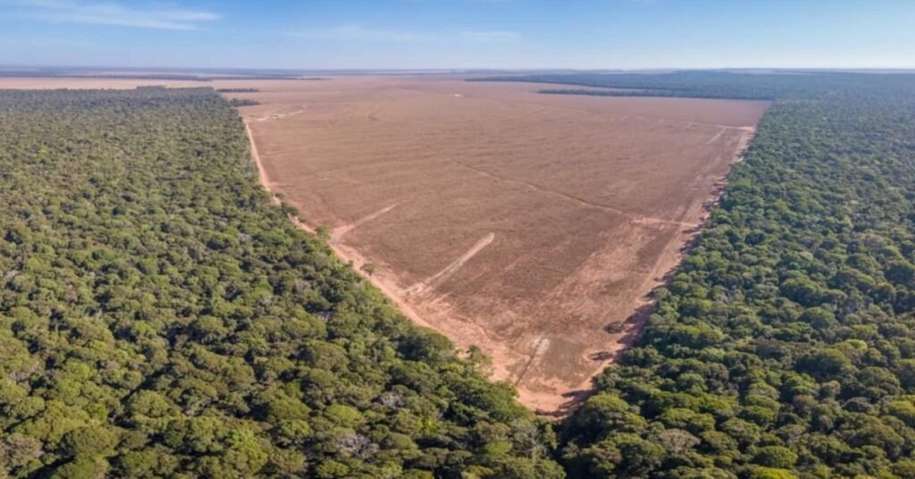 Amazônia desmatamento