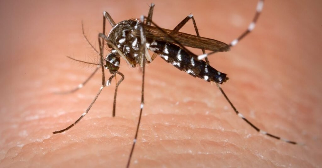 dengue maranhão