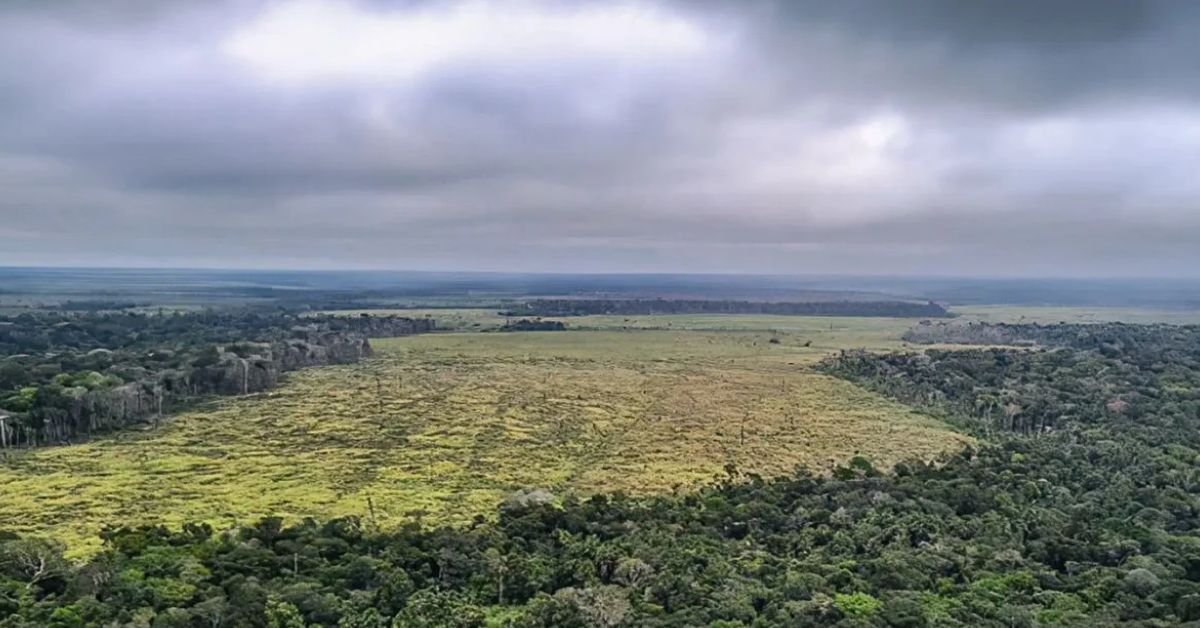 Amazônia alerta