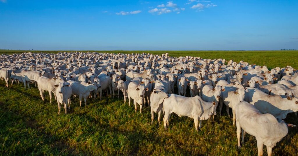 Rebanho gado