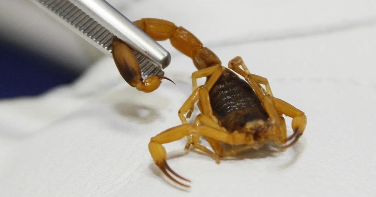 ANIMAIS PEÇONHENTOS