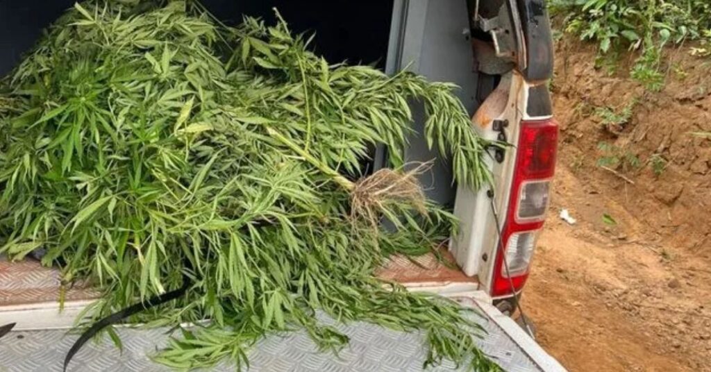maconha erva