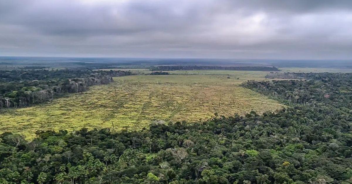 desmatamento amazônia