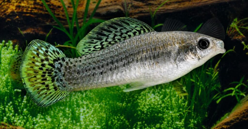 PEIXE CIO
