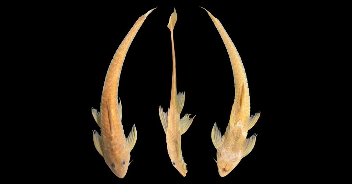 Pesquisa FAPEMA