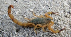 Escorpião Maranhão