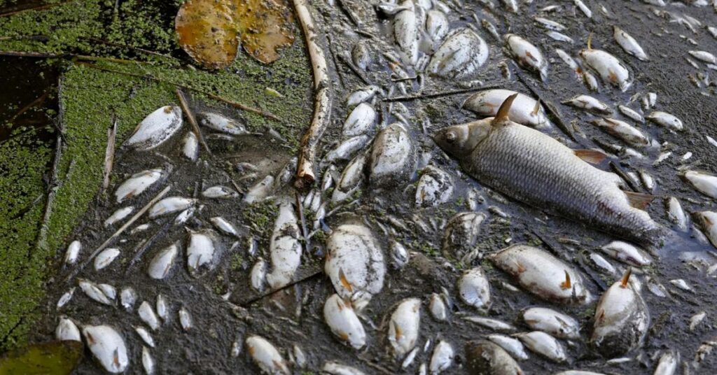 peixes slz