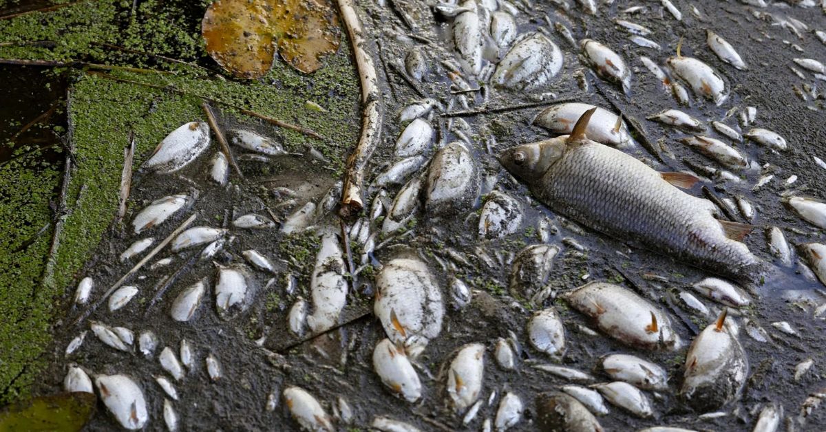 peixes slz