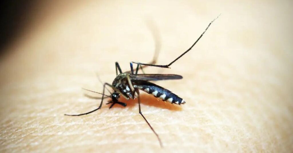 dengue mortes