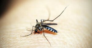 dengue mortes